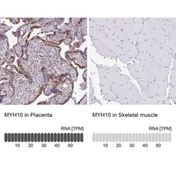 non-muscle heavy chain 10 Myosin Antibody, Novus Biologicals:Antibodies:Primary